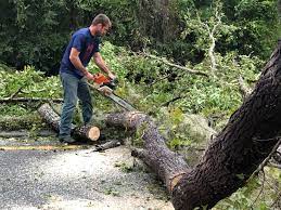 Professional Tree Services in Jurupa Valley, CA