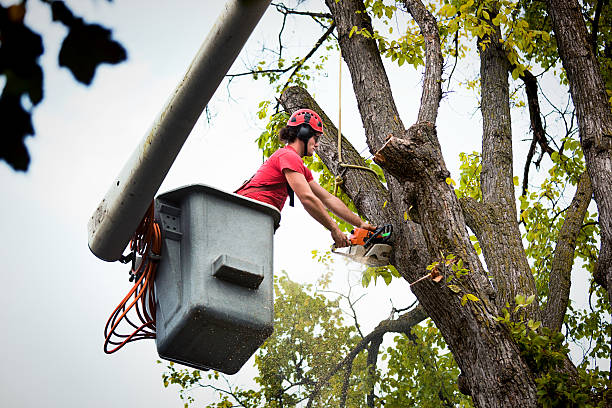 How Our Tree Care Process Works  in Jurupa Valley, CA